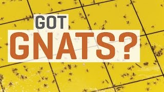 Fungus Gnats  How To Get Rid of Them [upl. by Ahsaten738]