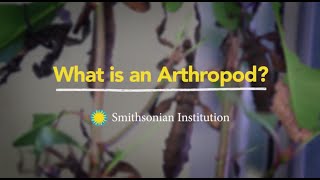 What is an Arthropod [upl. by Ketti]