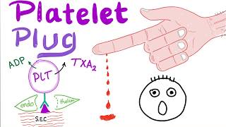 Platelet Plug  Primary Hemostasis  Platelet Adhesion amp Aggregation  How The Clot Forms [upl. by Bronez129]