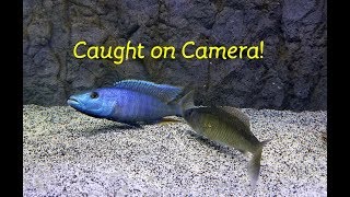 Watch Fish ReproduceCaught on Camera [upl. by Adnovaj829]