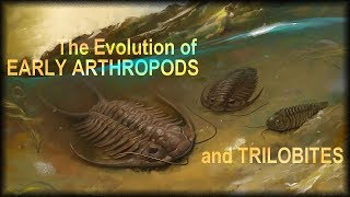 Evolution of early Arthropods [upl. by Annazor689]