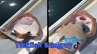 Tickling a Stingray  TikTok Compilation [upl. by Gebhardt]