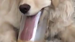 Dog Licks Peanut Butter From Jar  988009 [upl. by Electra]