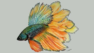 How To Draw a Realistic Betta Fish  Using Colour Pencils ll Colour pencil drawing [upl. by Aryamo]