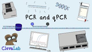 What is PCR and qPCR  PCR Animation [upl. by Bratton]