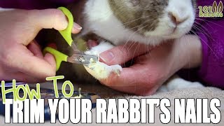 How To Trim a Rabbits Nails [upl. by Ynaffit]