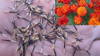 How to save French Marigold seeds Tagetes patula [upl. by Natalia250]