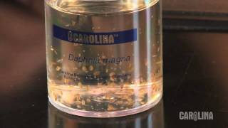 How to Care for Daphnia [upl. by Guglielma772]