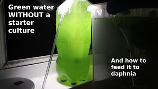 Green Water WITHOUT a Starter Culture  From Scratch  How To [upl. by Aitram]