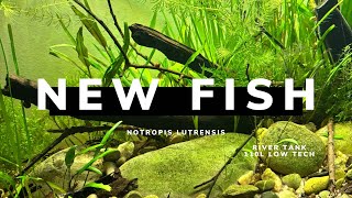 New Fish in my rivertanklow tech tank low budget Notropis lutrensis [upl. by Aynor]