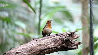 O Canto do Uirapuru na Floresta Amazônica [upl. by Avehstab253]