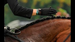 The Must Know Basics of Petting Your Horse [upl. by Yoc]