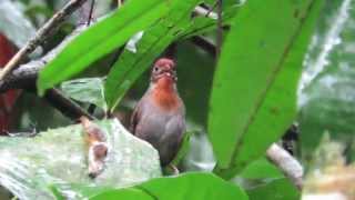 Musician Wren  Uirapuruverdadeiro  Orpheuszaunkönig Cyphorhinus arada griseolateralis [upl. by Garrity]