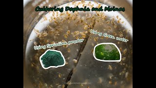 How To Culture Daphnia and Moinas using Green Water Spirulina powder [upl. by Ferguson]