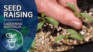 Seed Raising  Growing Fruit and Vegies  Gardening Australia [upl. by Glanville]