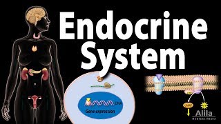 The Endocrine System Overview Animation [upl. by Tarrsus]