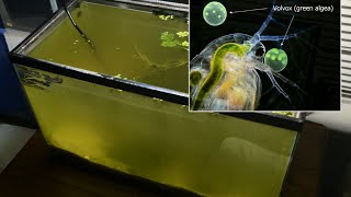 Raising Daphnia for the Freshwater Aquarium [upl. by Ahsieken]