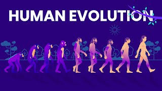 Human Evolution Animated Timeline [upl. by Lednic]