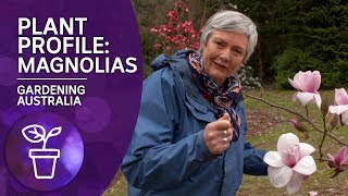 Plant Profile Caring and Planting Magnolias [upl. by Gnod]