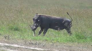 Warthog attacks newborn gazelle fawn [upl. by Nebe]