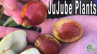 How to grow Jujube fruit Trees to taste delicious [upl. by Ajssatsan]