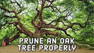 How to Prune an Oak Tree Properly 🌳  DIY [upl. by Becki]