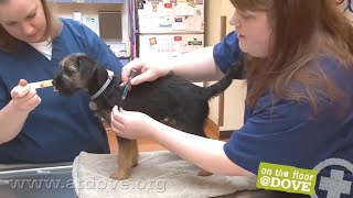 How to Administer Vaccines to Canine Patients [upl. by Ilke]