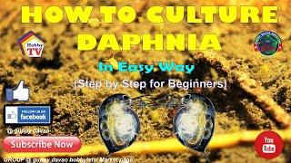 HOW TO CULTURE DAPHNIA In Easy Way [upl. by Girish]