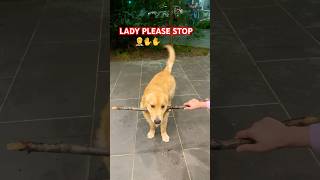 Drop it failsjunior goldenretriever happy dropit love cuteshortsviral shorts trending [upl. by Annovahs676]