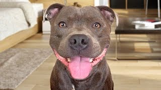 Funny American Staffordshire Terrier Videos [upl. by Nawuj]