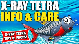 XRay Tetra  XRay Tetra Fish Care Guide  Things You Should Know About XRay Tetra [upl. by Ytsenoh84]