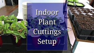 Indoor Setup for Plant Cuttings Propagation [upl. by Tinor]