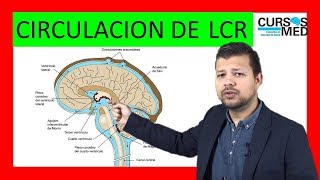 FISIOLOGÍA  CIRCULACIÓN DEL LCR  HIDROCEFALIA [upl. by Edurtreg993]