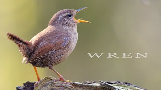 Bird sound  Wren chirping and singing bird call and song [upl. by Standish]