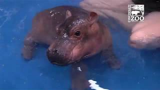 Baby Hippo Fiona  Episode 3 Bigger amp Better  Cincinnati Zoo [upl. by Lacym]